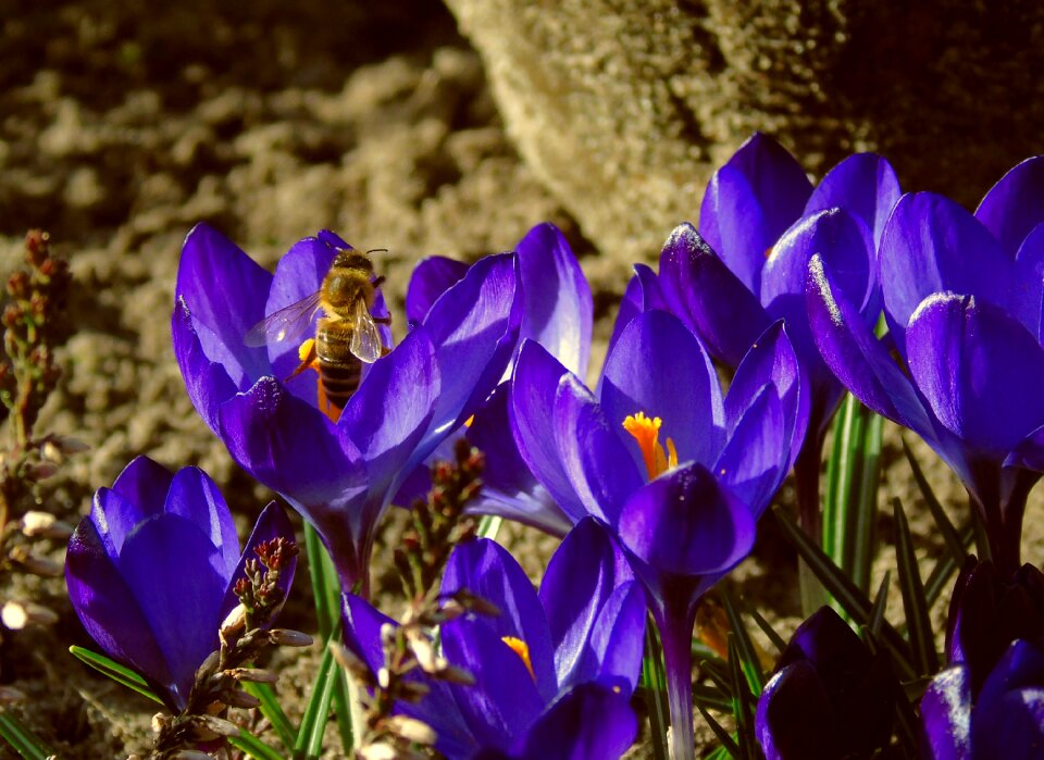 Foraging insect spring