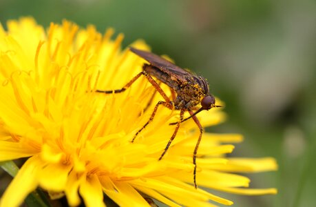 Insect small dandelion