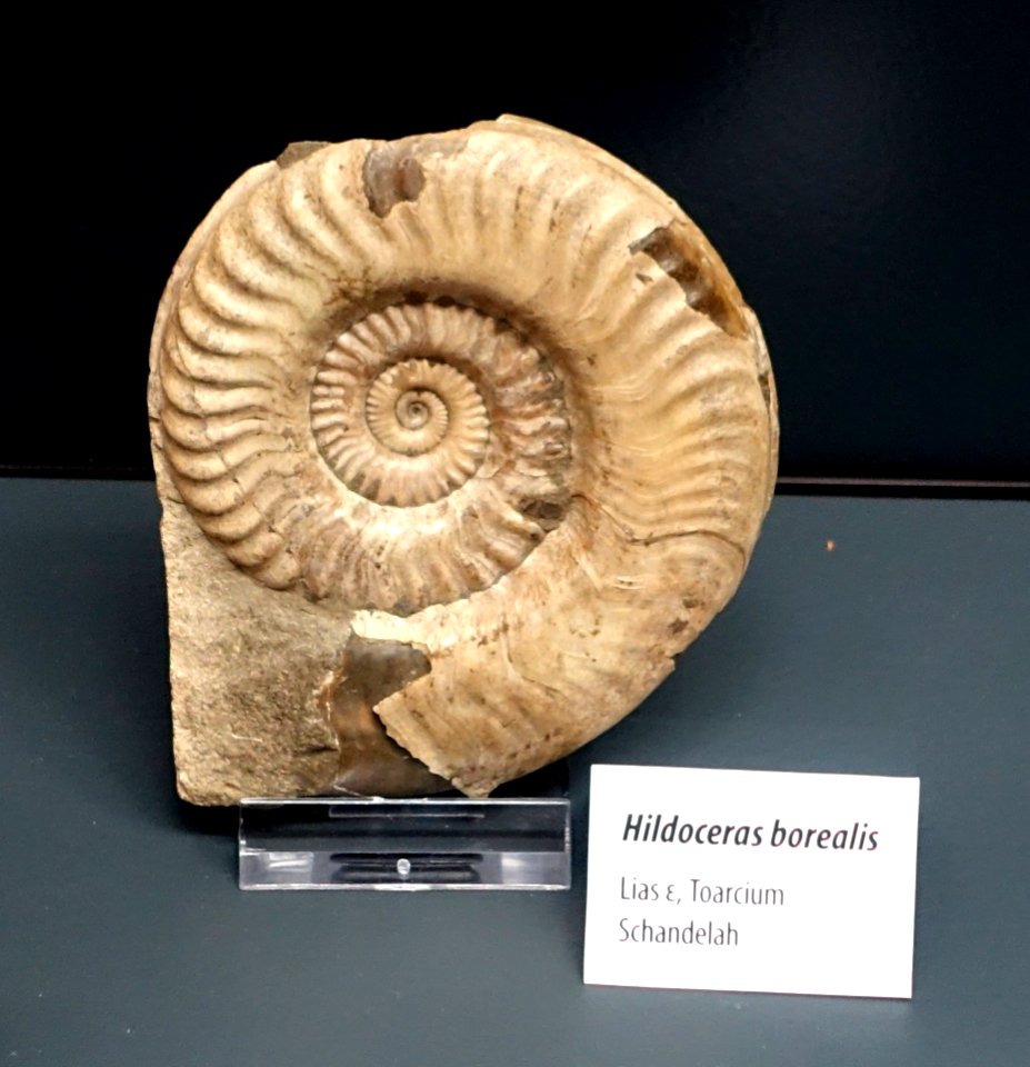 Hildoceras borealis - Naturhistorisches Museum, Braunschweig, Germany - DSC05148