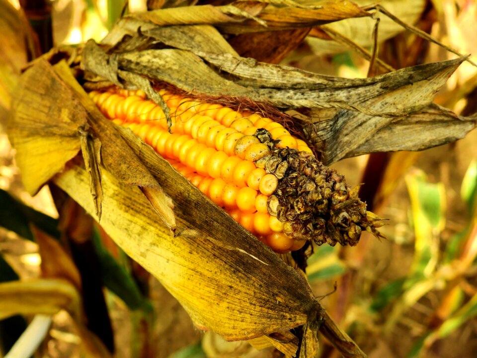 Cereals agriculture grain