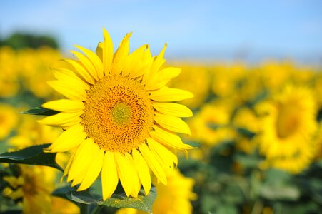 Natural sunflower the scenery