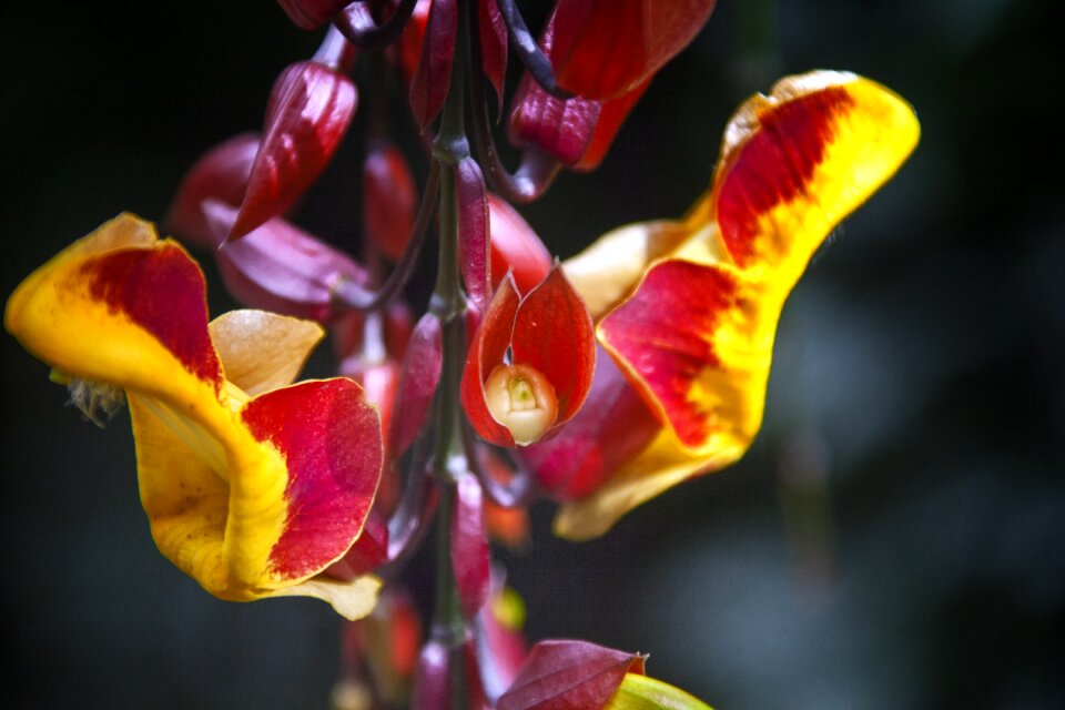 Exotic close up exotic flower