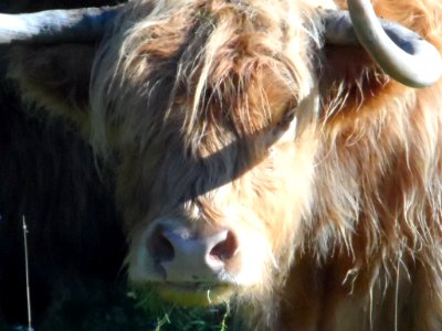 Highlands Cattle 1