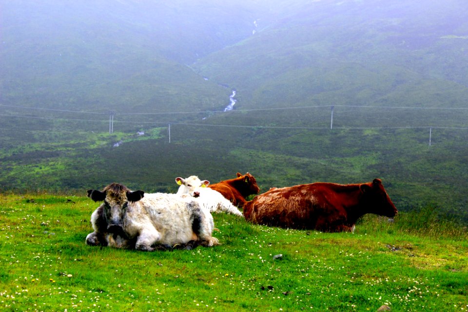 Highland Cows (165894979)
