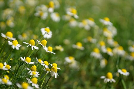 Grass wild plant