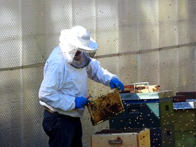 Bee keeping honey bees insect photo
