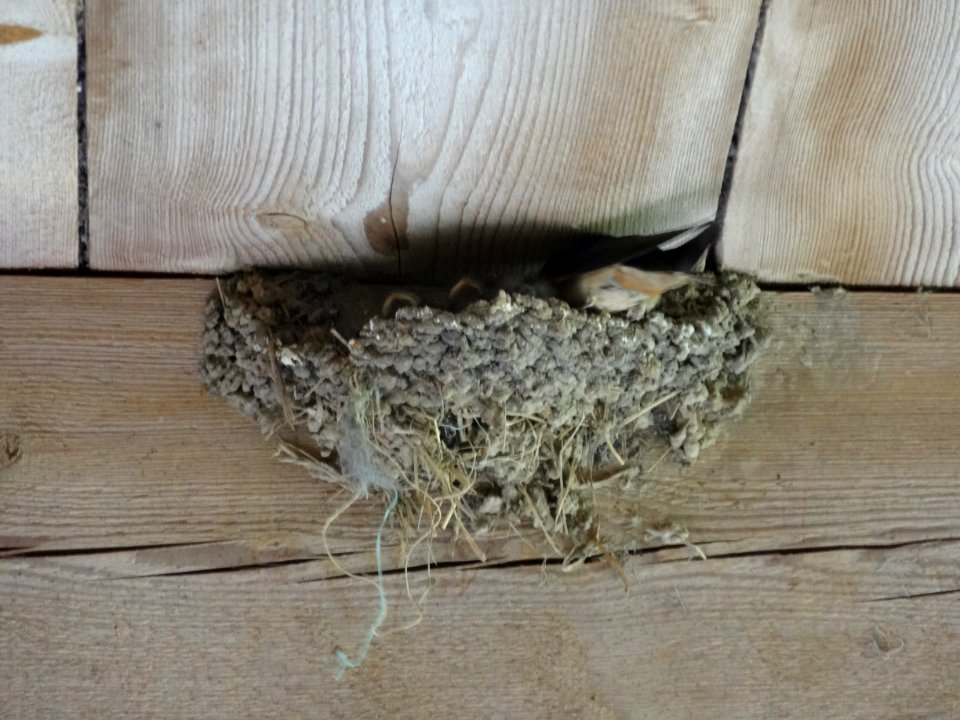 Hirundo rustica rustica - nests with chicks photo