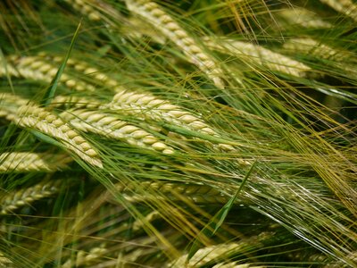 Cereals field agriculture photo