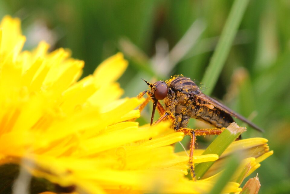 Insect small dandelion