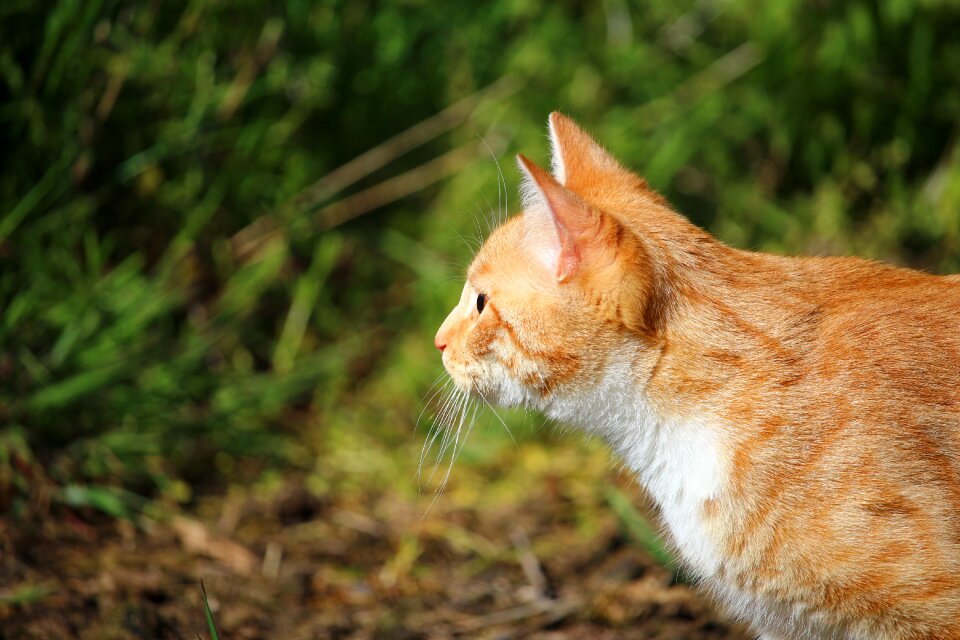 Red mackerel tabby mackerel young cat