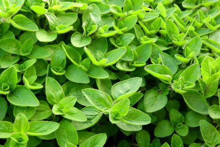 Spices foliage origanum majorana
