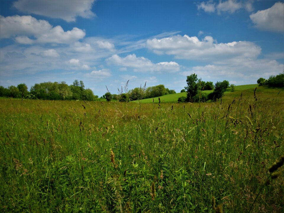My green valley grass sky
