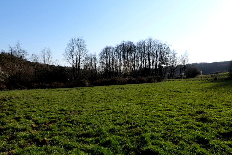 Hinterste Heuwiese Kronberg 2020-03-25 13
