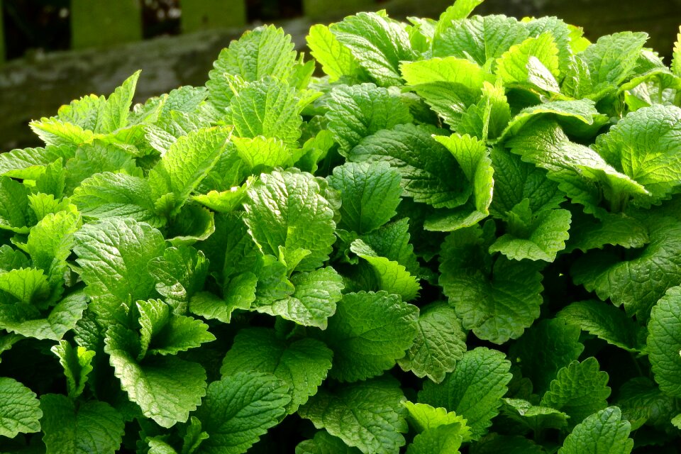 Herbs foliage medicinal herbs