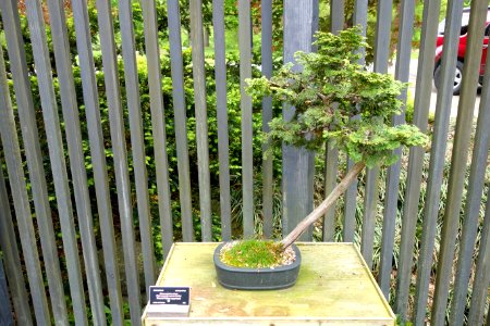 Hinoki bonsai - Dawes Arboretum - DSC03000