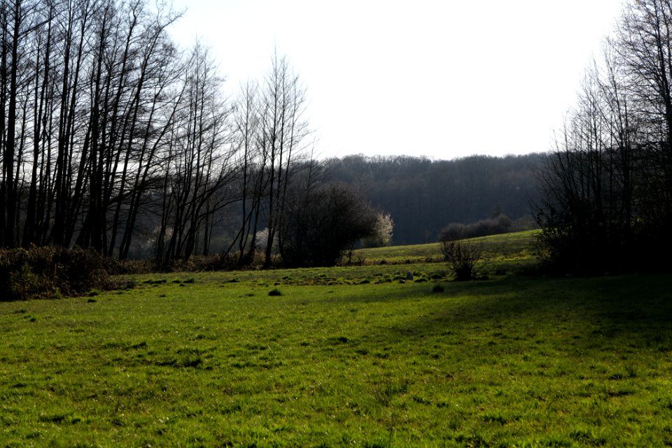 Hinterste Heuwiese Kronberg 2020-03-25 06