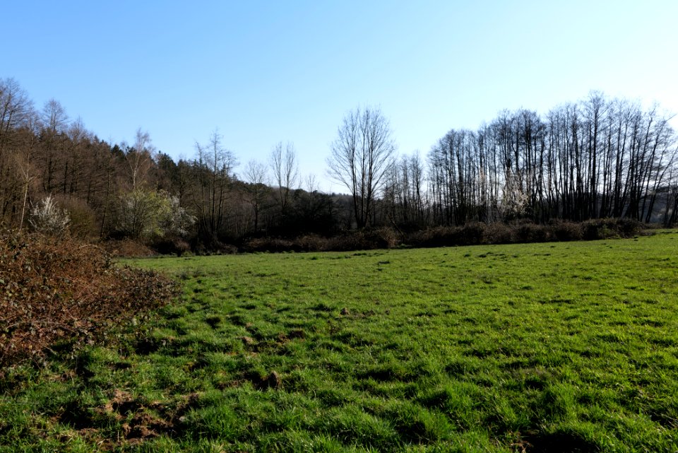 Hinterste Heuwiese Kronberg 2020-03-25 11