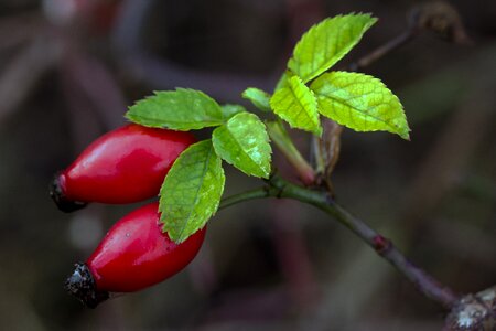 Rose hip hag butte fruits macro