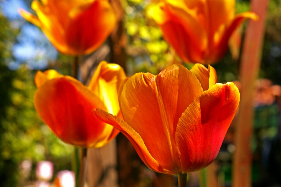 Spring blossom bloom