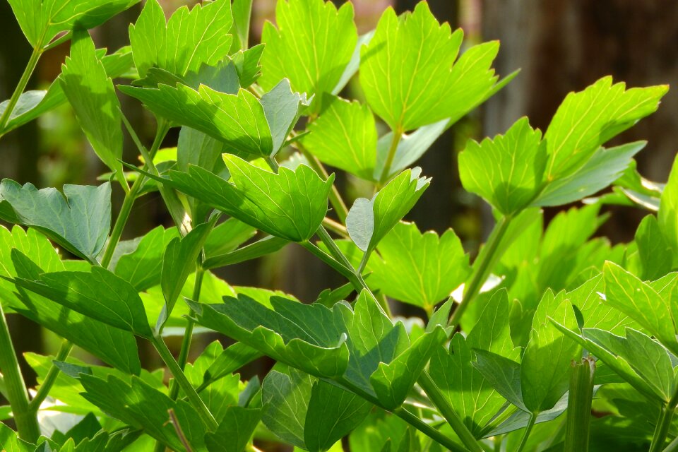 Levisticum officinale soup seasoning spices