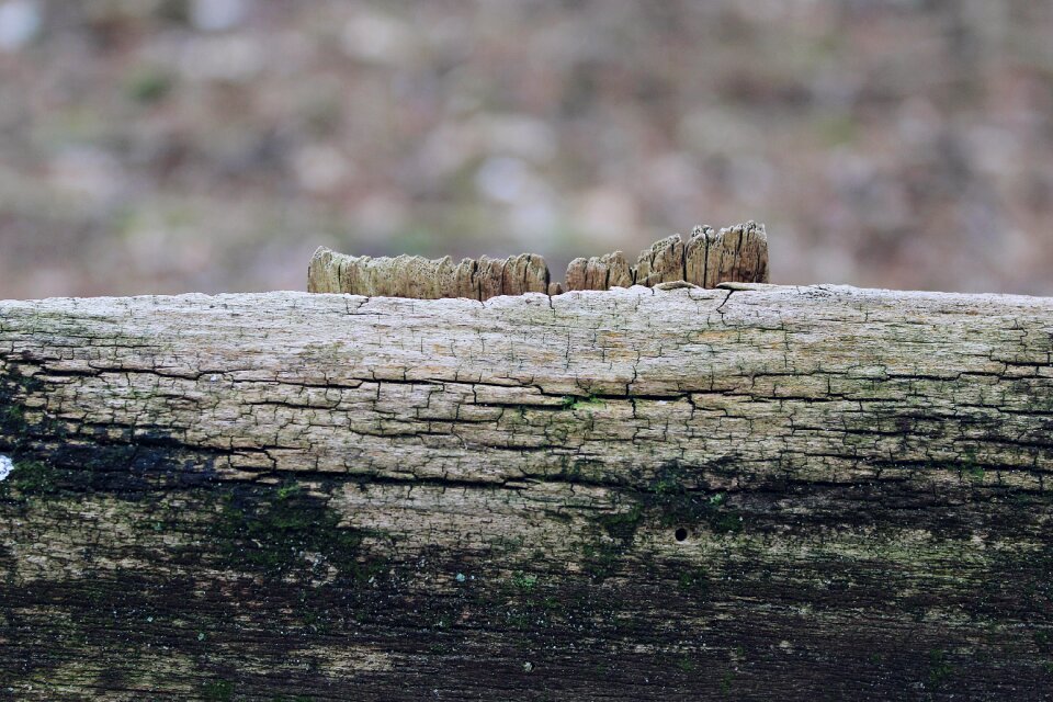 Board texture grain