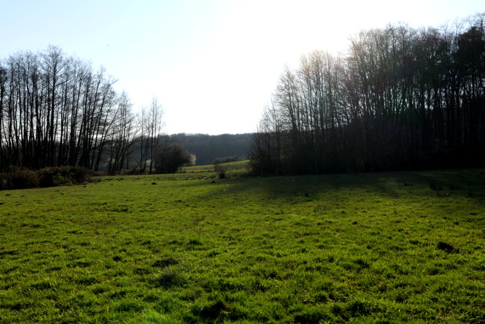 Hinterste Heuwiese Kronberg 2020-03-25 02