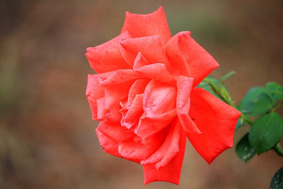 Bloom rose blooms flower