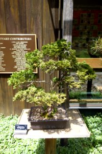 Hinoki bonsai - Dawes Arboretum - DSC02976