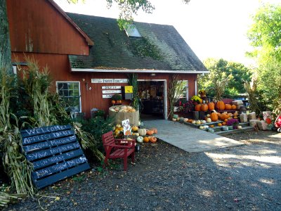 Hillview Farms sales office with pumpkins in October photo