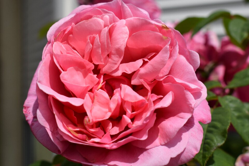 The rose line renaud flower plant