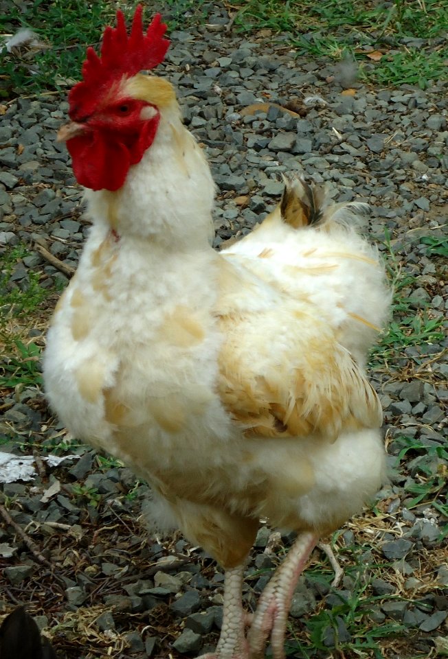 Hillview Farms rooster with an attitude