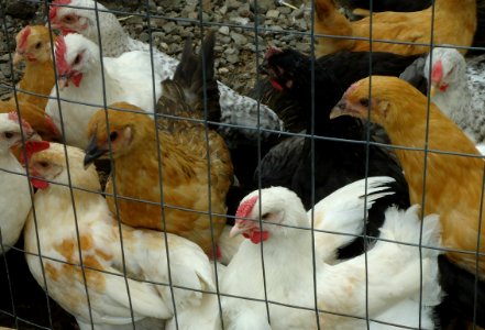 Hillview Farms chickens and roosters going for breadcrumbs photo