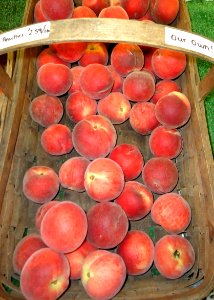 Hillview Farms peaches in a basket photo