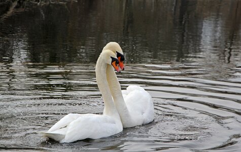 Swan water bird mute swan photo