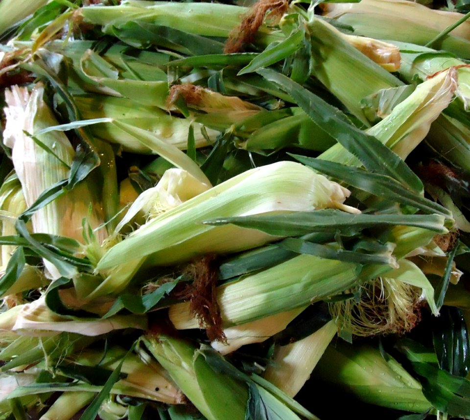 Hillview Farms corn on the cub inside husks