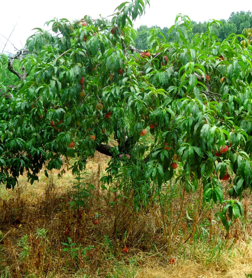 Hillview Farms peaches on a peach tree in mid-July