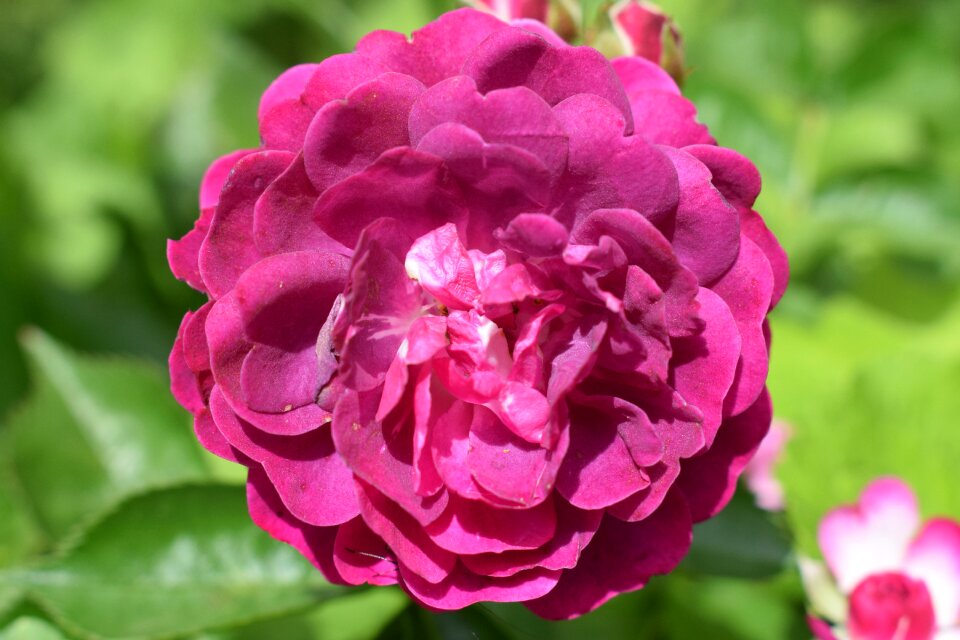 Pink pink flowers plant