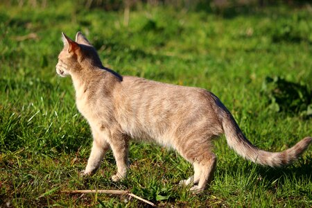 Mackerel young cat domestic cat