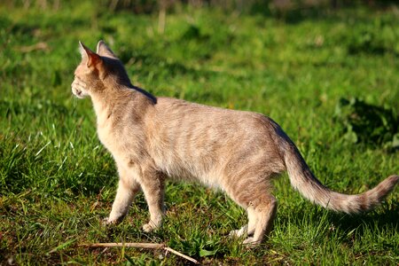 Mackerel young cat domestic cat photo