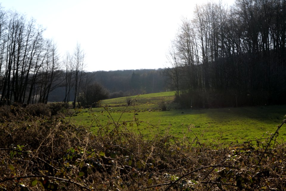 Hinterste Heuwiese Kronberg 2020-03-25 14
