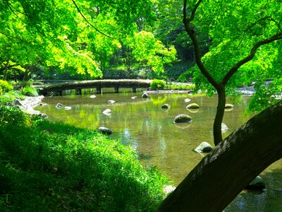 Pond green summer
