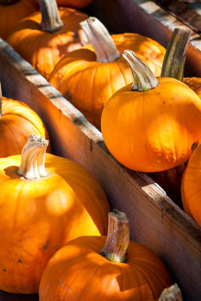 Fall orange october