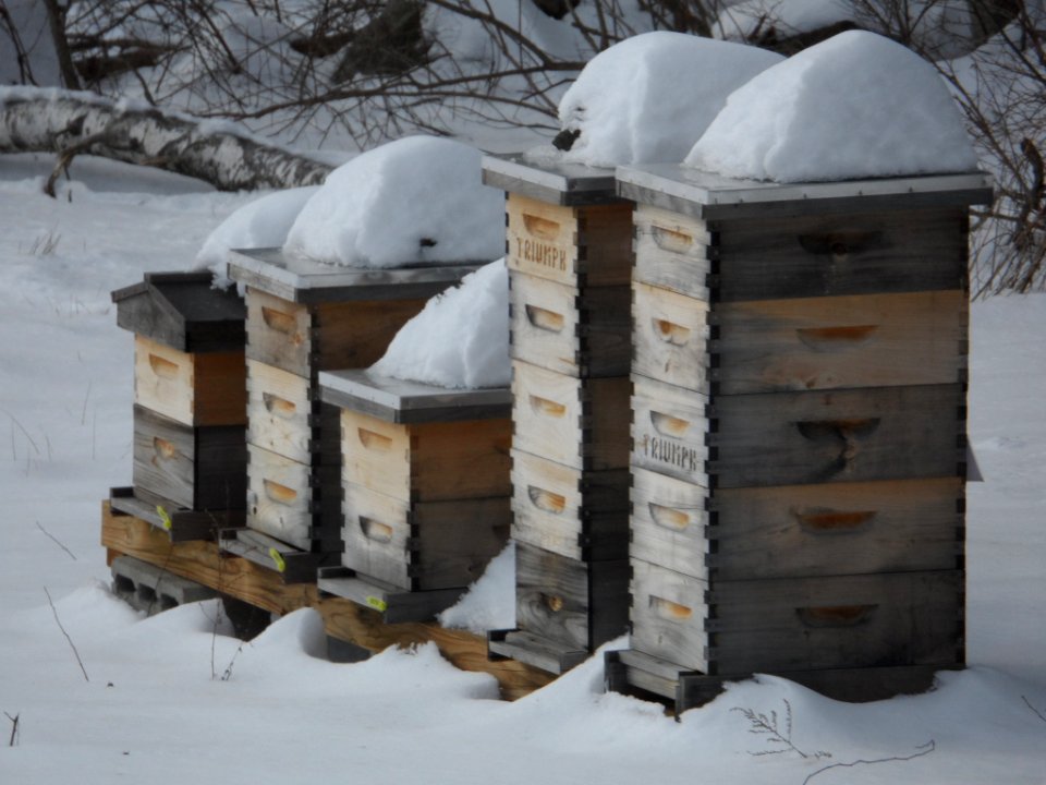 Hives in hibernation