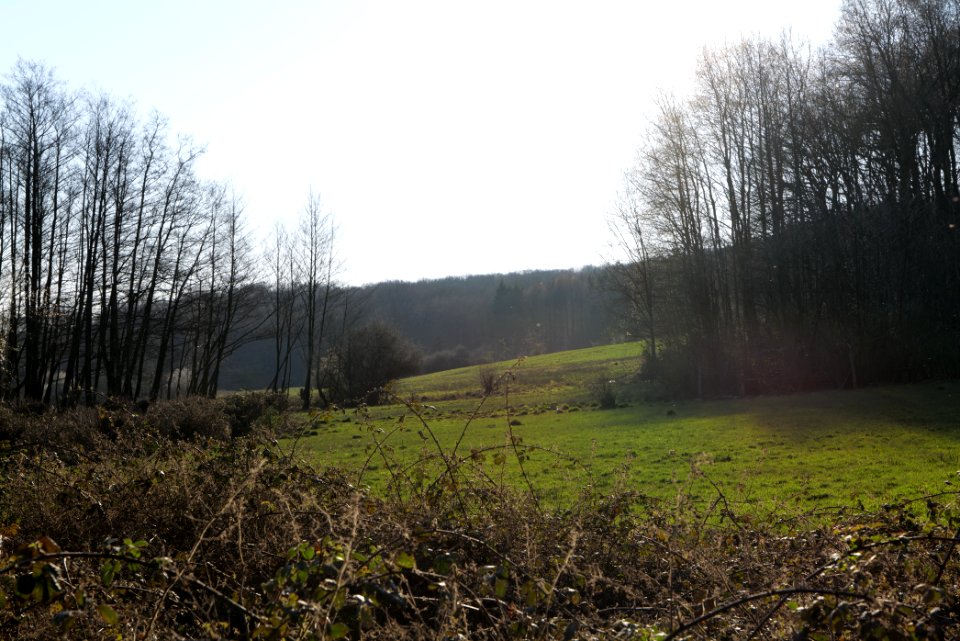 Hinterste Heuwiese Kronberg 2020-03-25 15