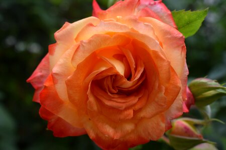 Pink flower plant
