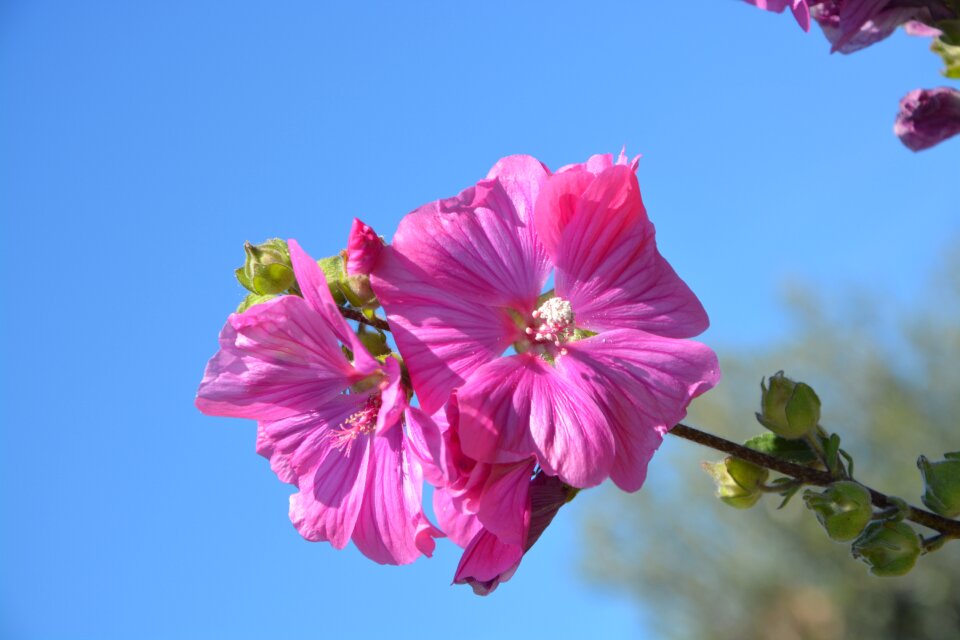 Color pink plant botany