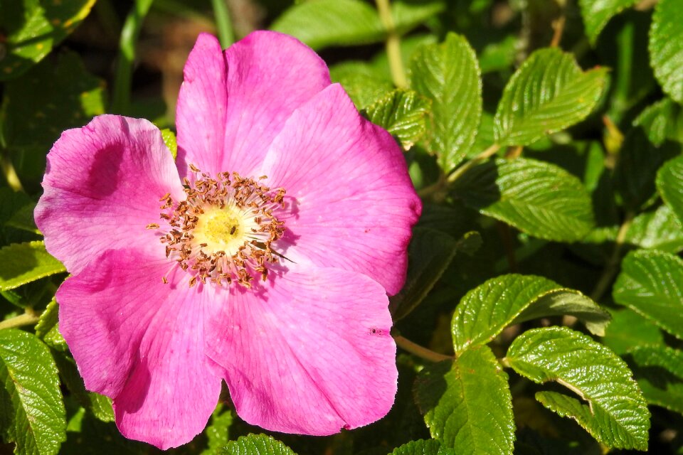 Blossom bloom bush