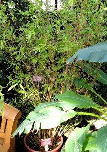 Himalayacalamus falconeri 'Damarapa' - Lyman Plant House, Smith College - DSC04385