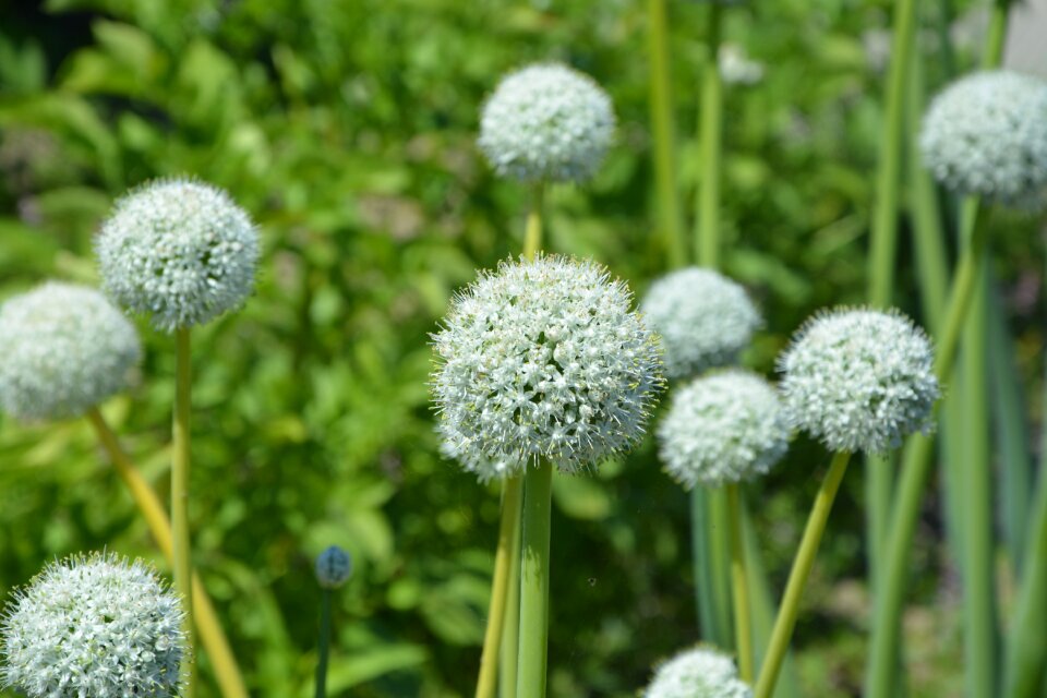 White green botanical garden