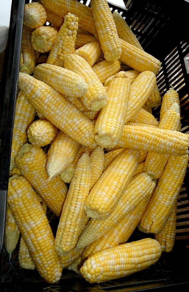 Hillview Farms corn on the cob